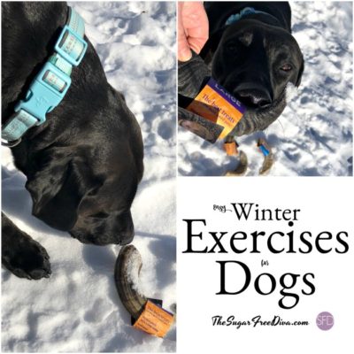 Easy Winter Exercise Safety Tips for Dogs